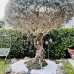 Ulivo nel giardino di casa, simbolo di solidità, resilienza e capacità di adattarsi agli imprevisti.